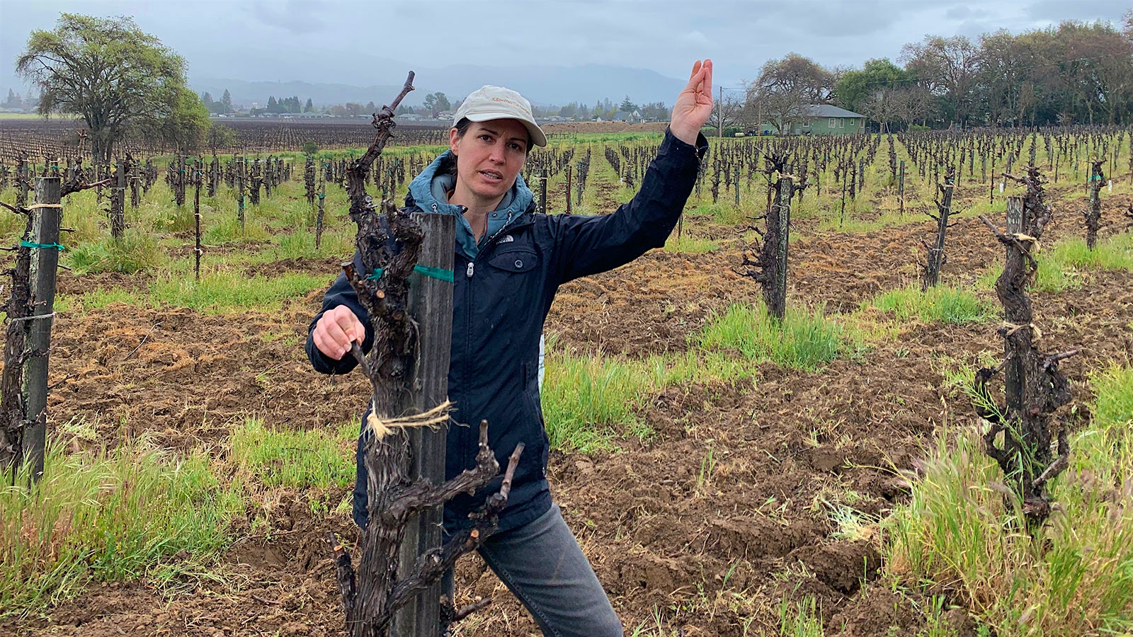 Martha Stoumen standing next to an old, head-trained vine in a plot of Nero d'Avola on Bricarelli Ranch in March before the vineyard has begun to leaf